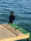 IMG 4813 (3533 visits) IMG 4813